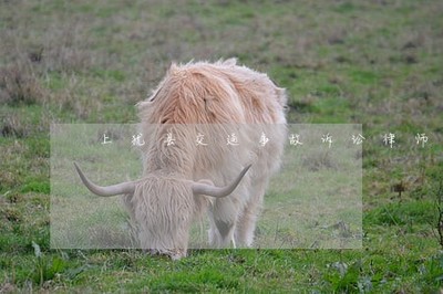 上犹县交通事故诉讼律师-上犹县(2022更新中)